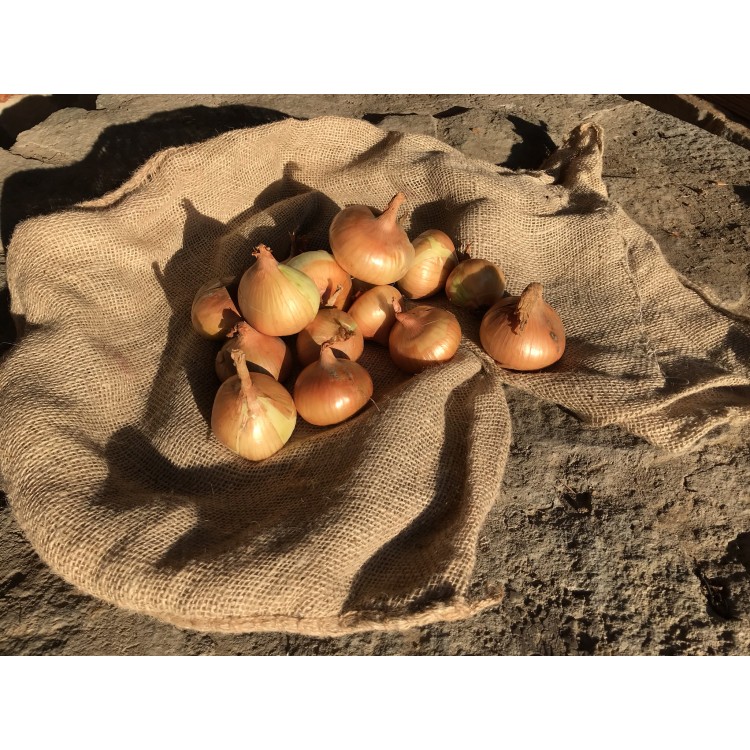 Kuchynská cibuľa žltá 1kg 